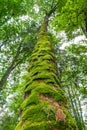 Covered with moss tree trunk Royalty Free Stock Photo